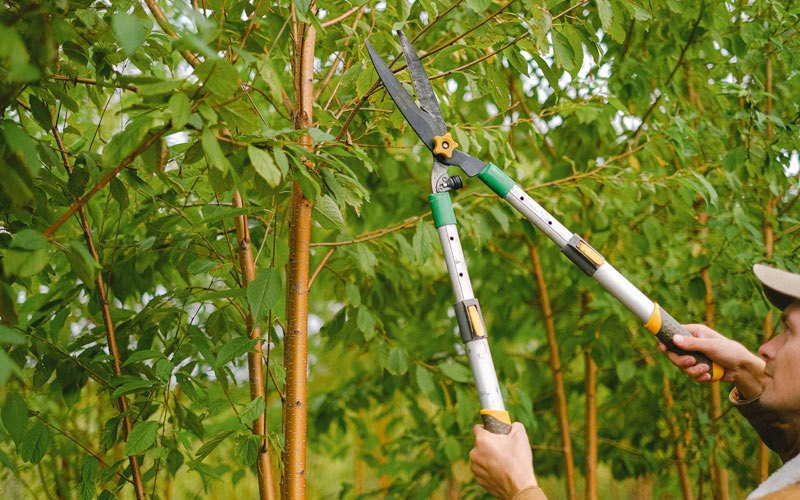 Tree trimming in Fairland, IN